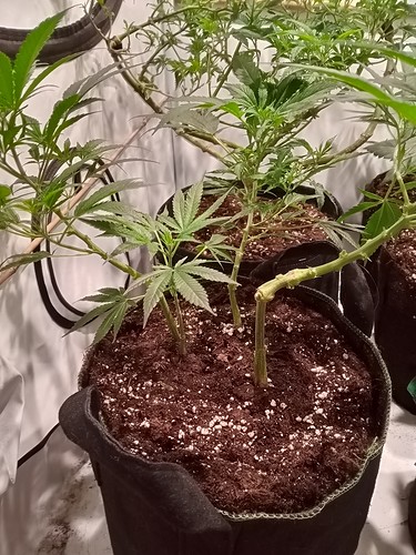 Growreport Bild 3