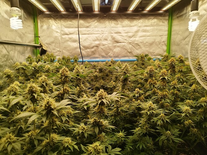 Growreport Bild 8