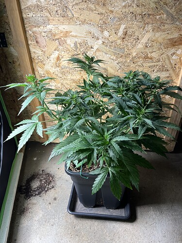 Growreport Bild 2