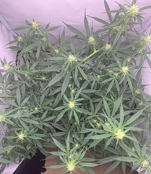 Growreport Bild 8