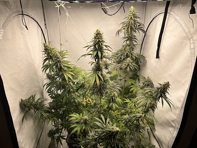 Growreport Bild 1