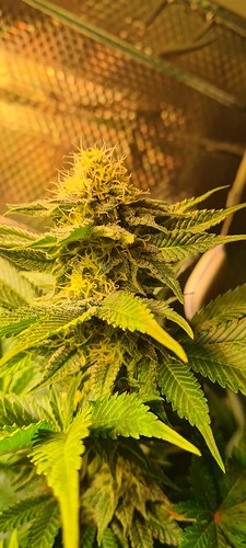 Nahaufnahme einer blühenden Cannabispflanze mit dichten, harzigen Blüten und grünen Blättern.