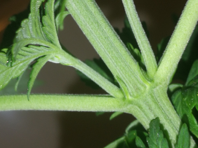 IMG_20200714_194608_1