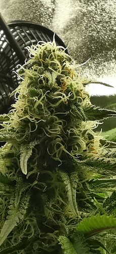 Growreport Bild 19