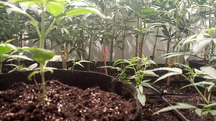 Growreport Bild 8