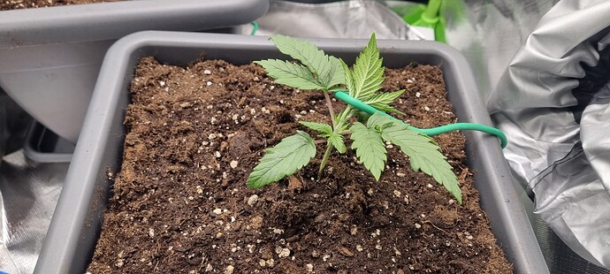 Growreport Bild 3