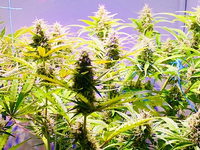 Growreport Bild 1