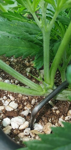 Growreport Bild 3