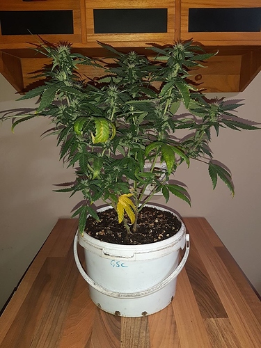 Growreport Bild 13