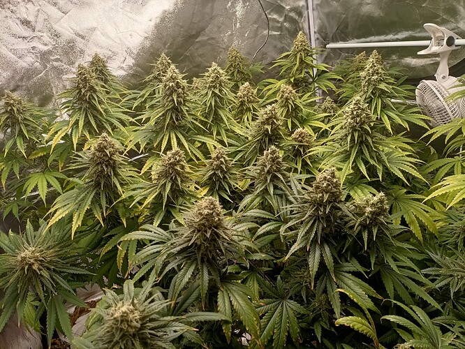 Growreport Bild 1