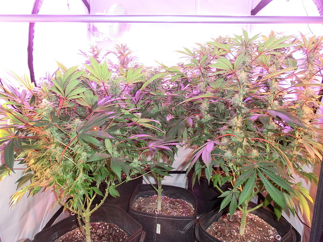 Growreport Bild 5