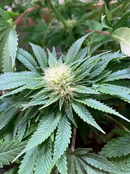 Growreport Bild 18