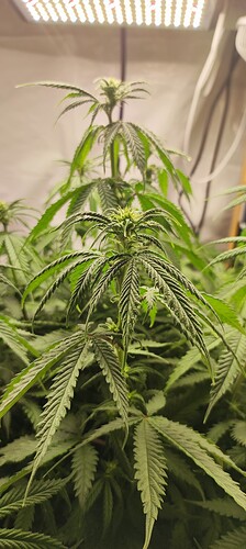 Growreport Bild 4