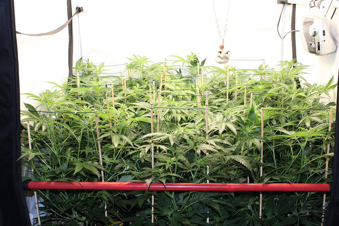 Growreport Bild 14
