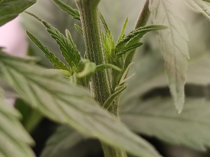 Growreport Bild 4