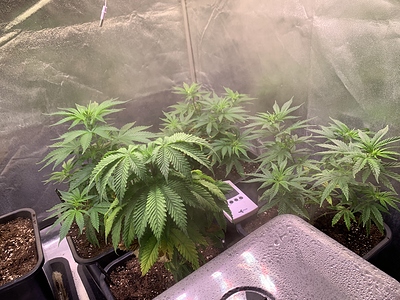 Growreport Bild 7