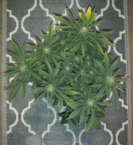 Growreport Bild 5