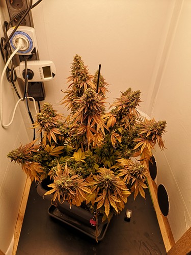 Growreport Bild 1