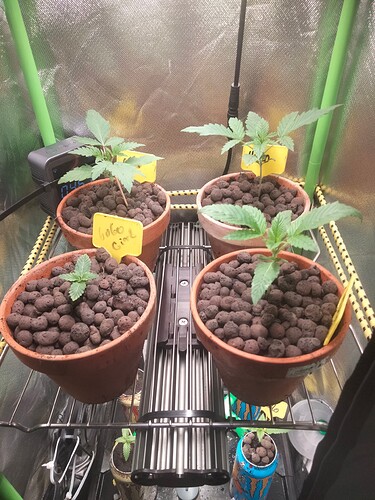 Growreport Bild 5