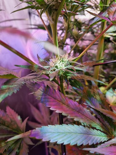 Growreport Bild 7