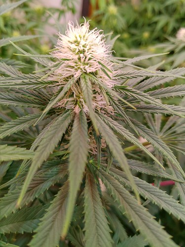 Growreport Bild 4