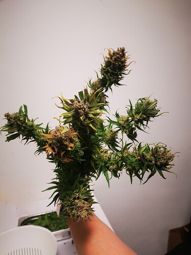 Growreport Bild 4