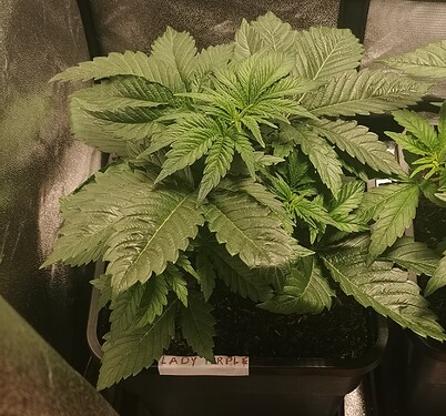 Growreport Bild 22