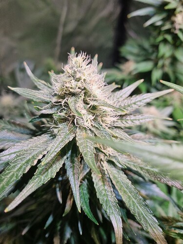 Growreport Bild 22