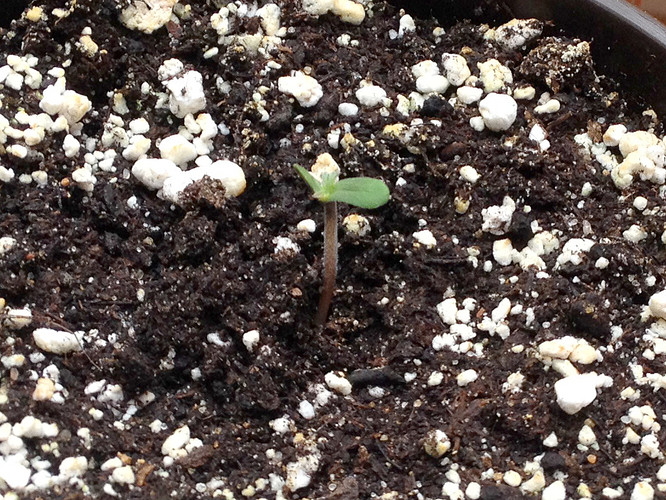 Growreport Bild 6