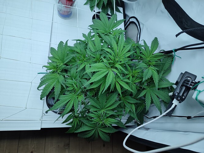 Growreport Bild 48