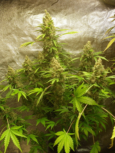 Growreport Bild 13