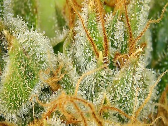 Growreport Bild 4