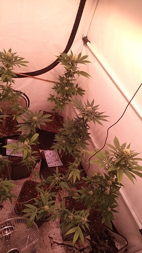 Growreport Bild 3