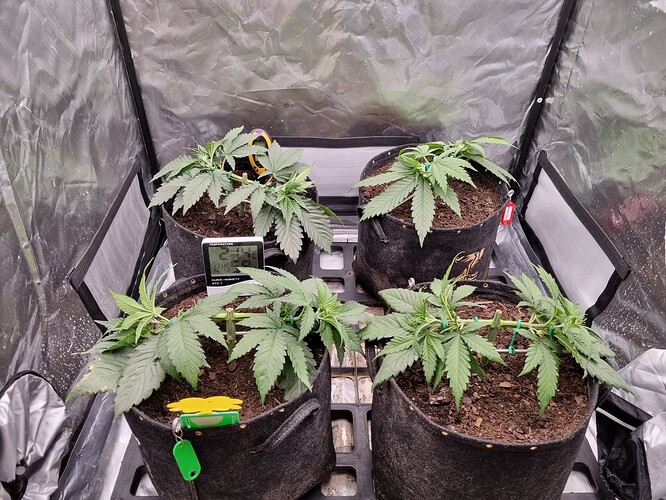 Growreport Bild 46