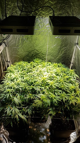Growreport Bild 5