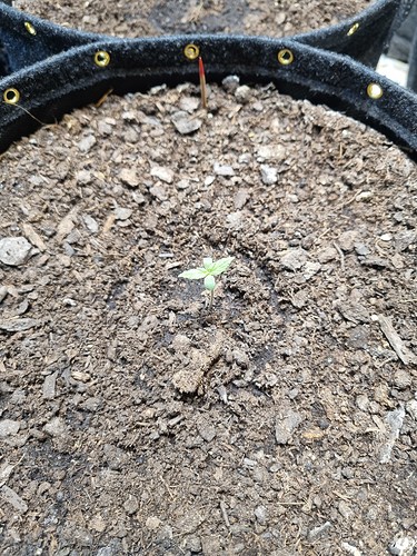 Growreport Bild 7