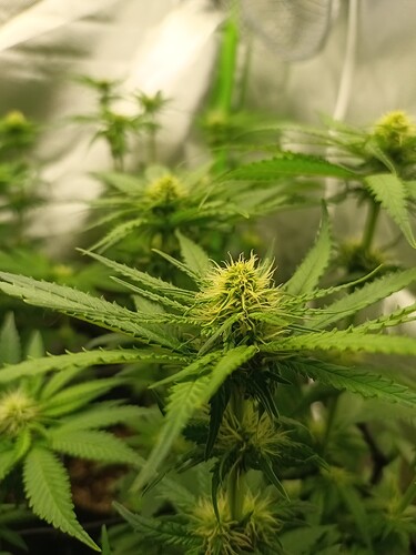 Growreport Bild 1
