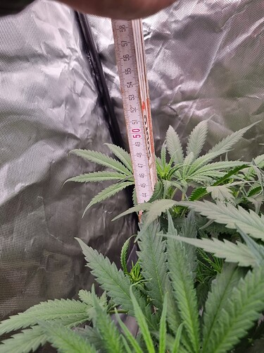 Growreport Bild 7