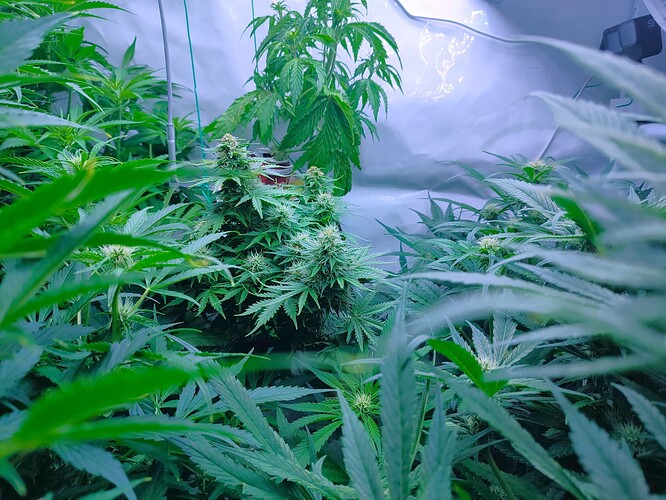Growreport Bild 26