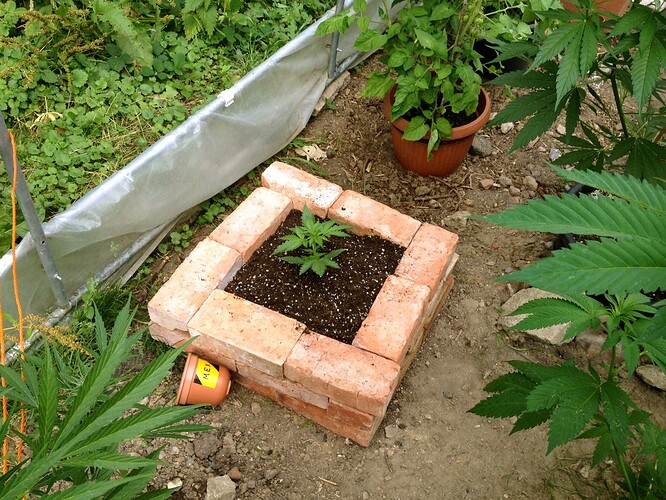 074_FastBudsZeltTag1_05