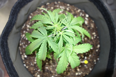 Eine junge Cannabispflanze in einem Stofftopf, die sich im Wuchs befindet.