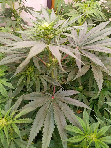 Growreport Bild 9