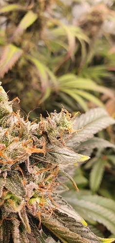 Growreport Bild 13