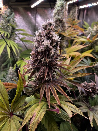 Growreport Bild 7