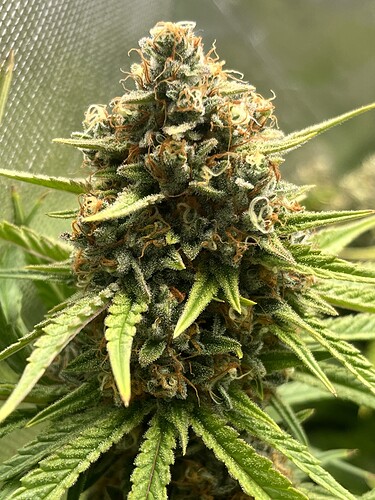 Growreport Bild 5