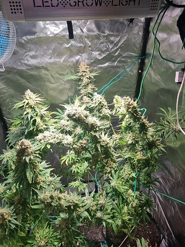 Growreport Bild 13