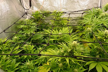 Growreport Bild 2