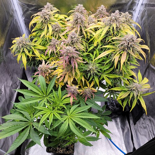 Growreport Bild 3