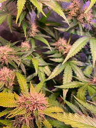Growreport Bild 11