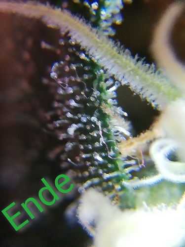 Growreport Bild 10